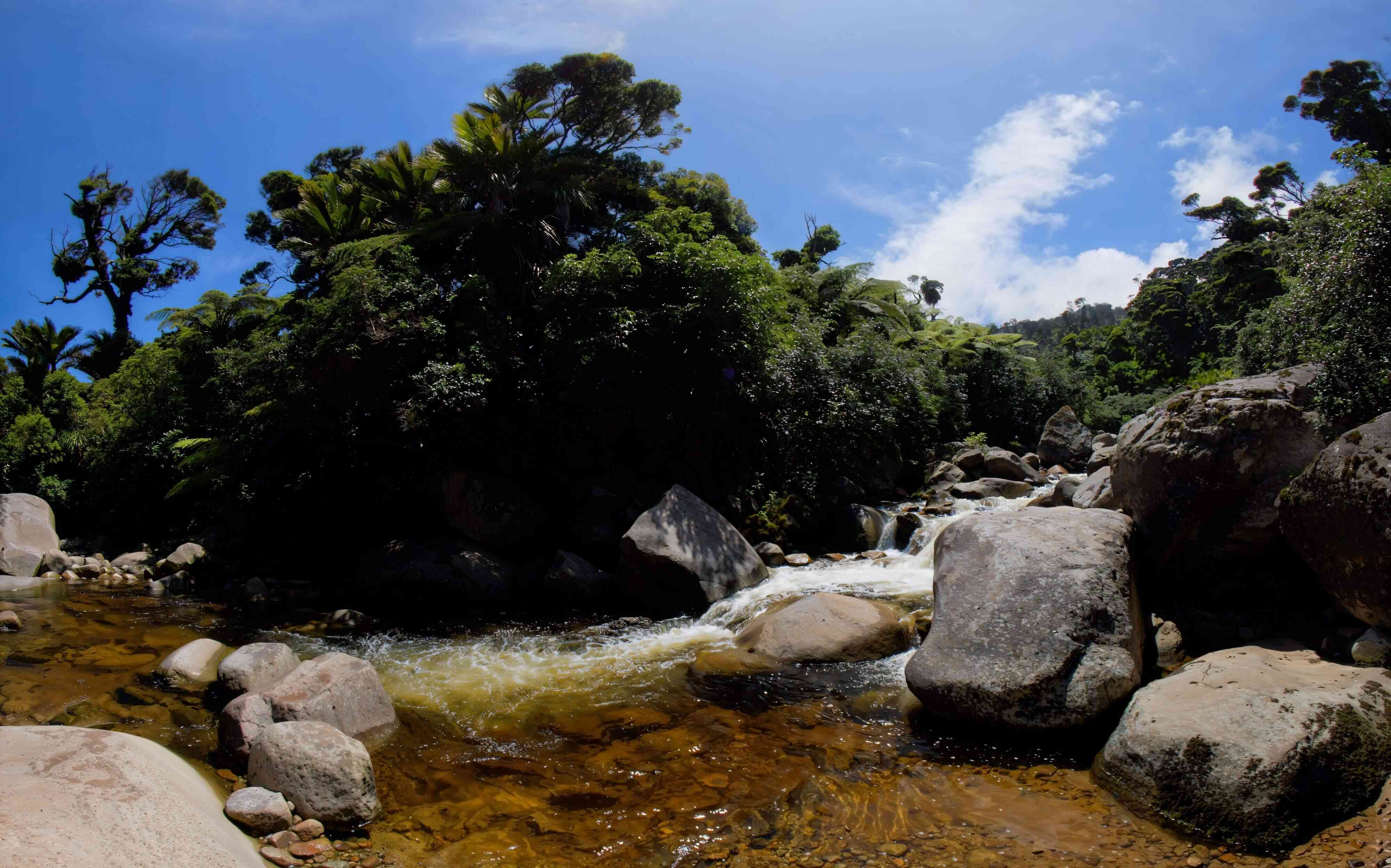 Jungle Stream Serenity