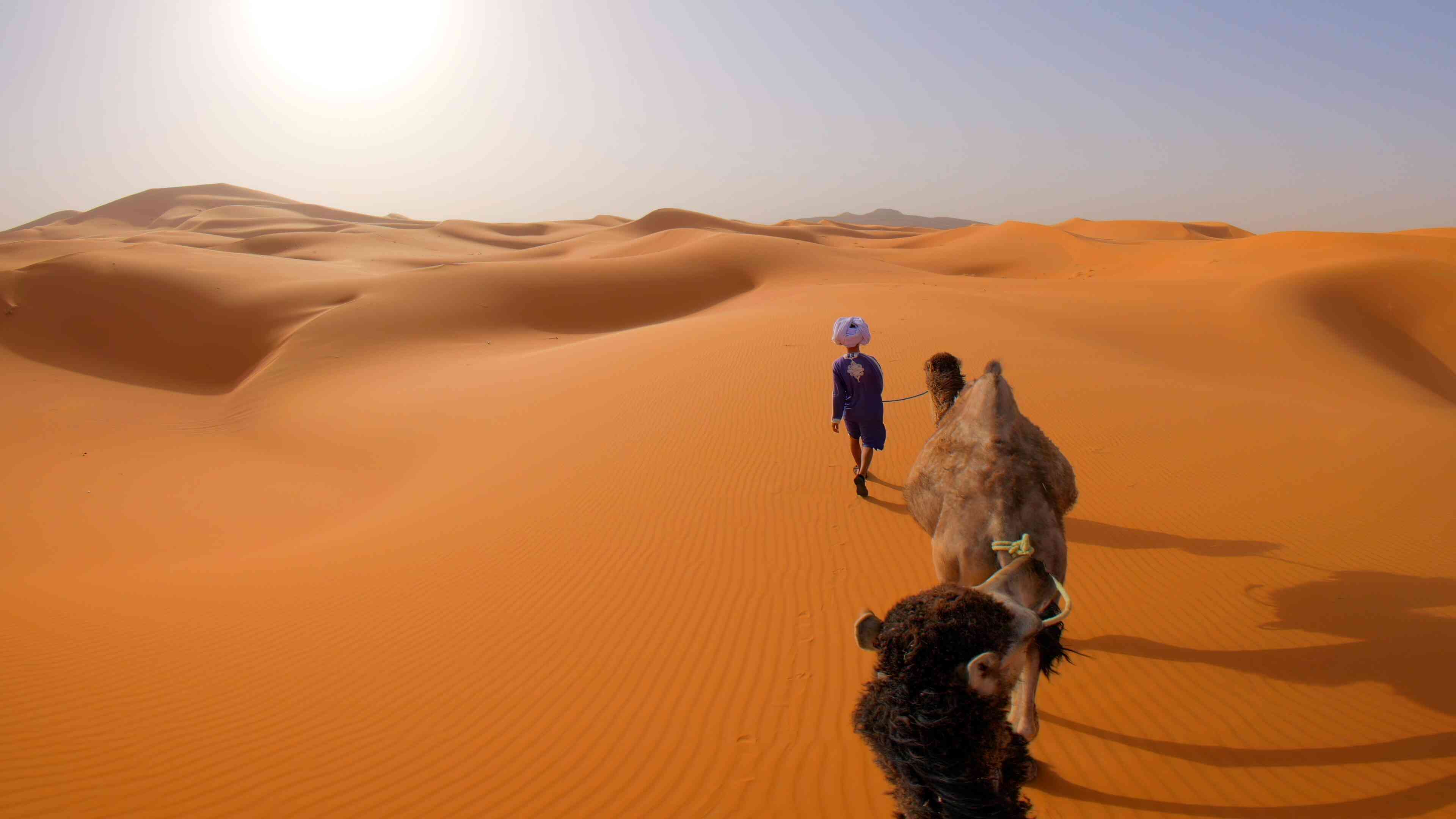 Desert Camel Trek