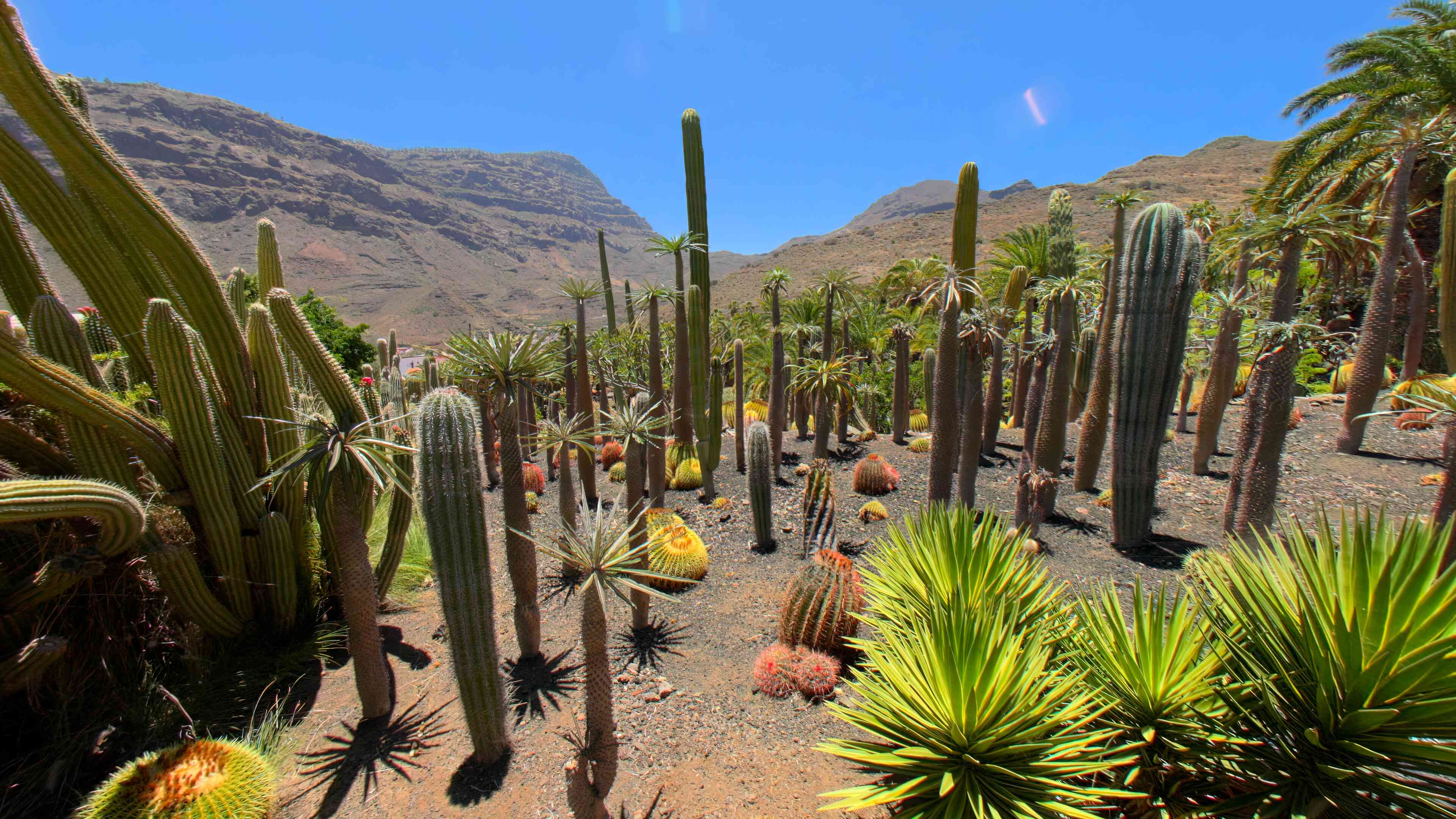 Cactus of the Canaries