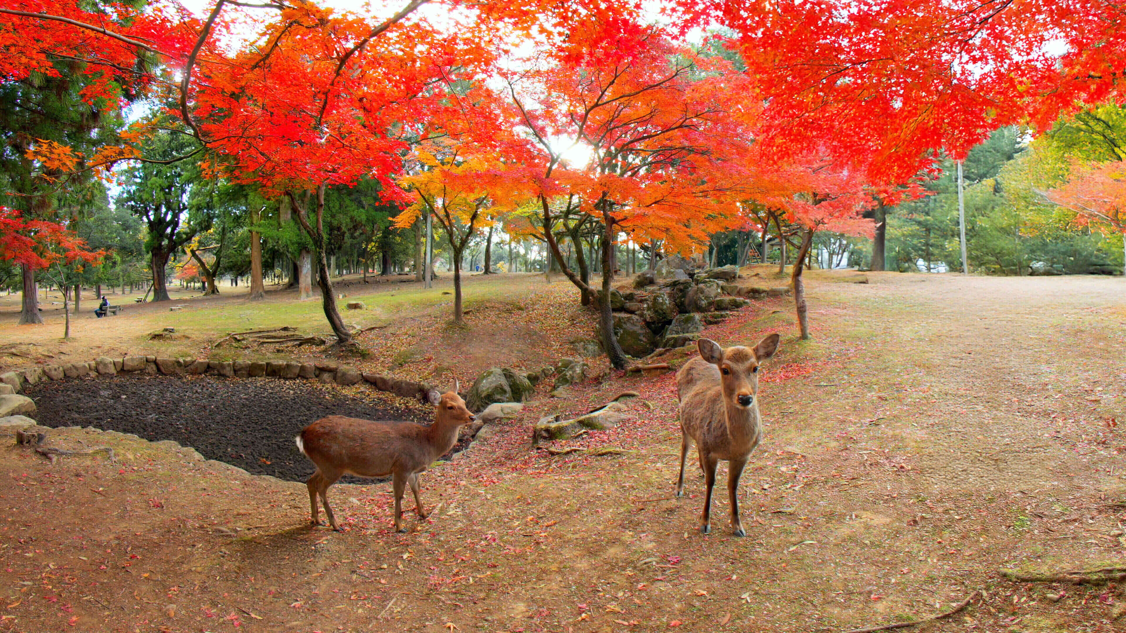The Deer of Nara