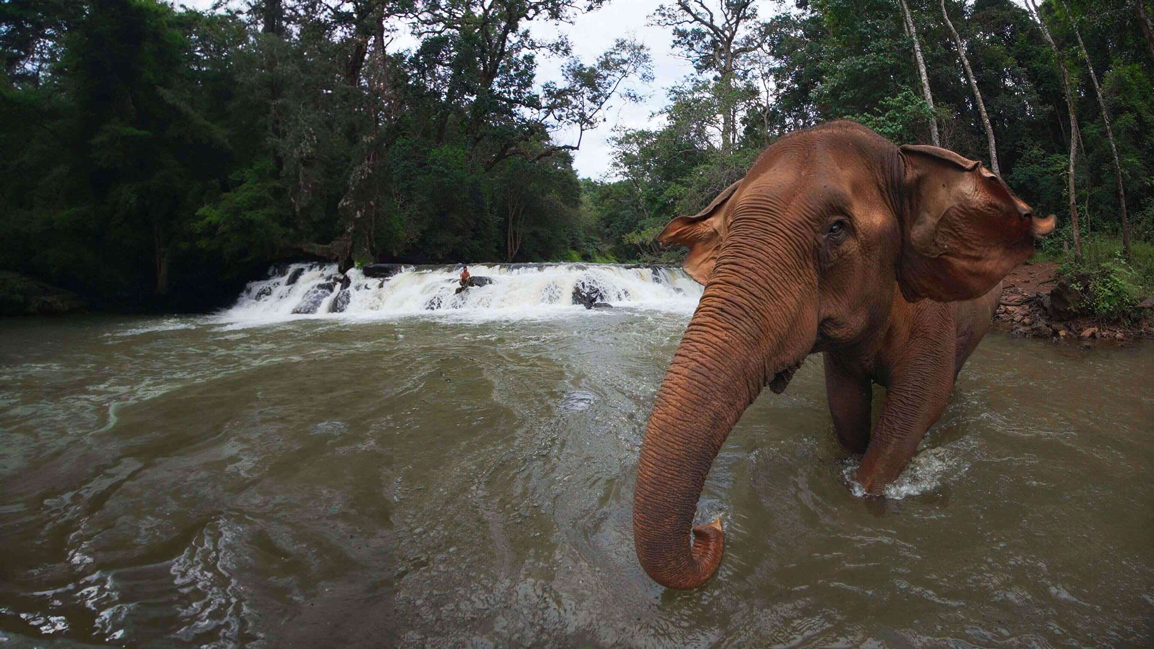 Coming Soon - The Last Elephants