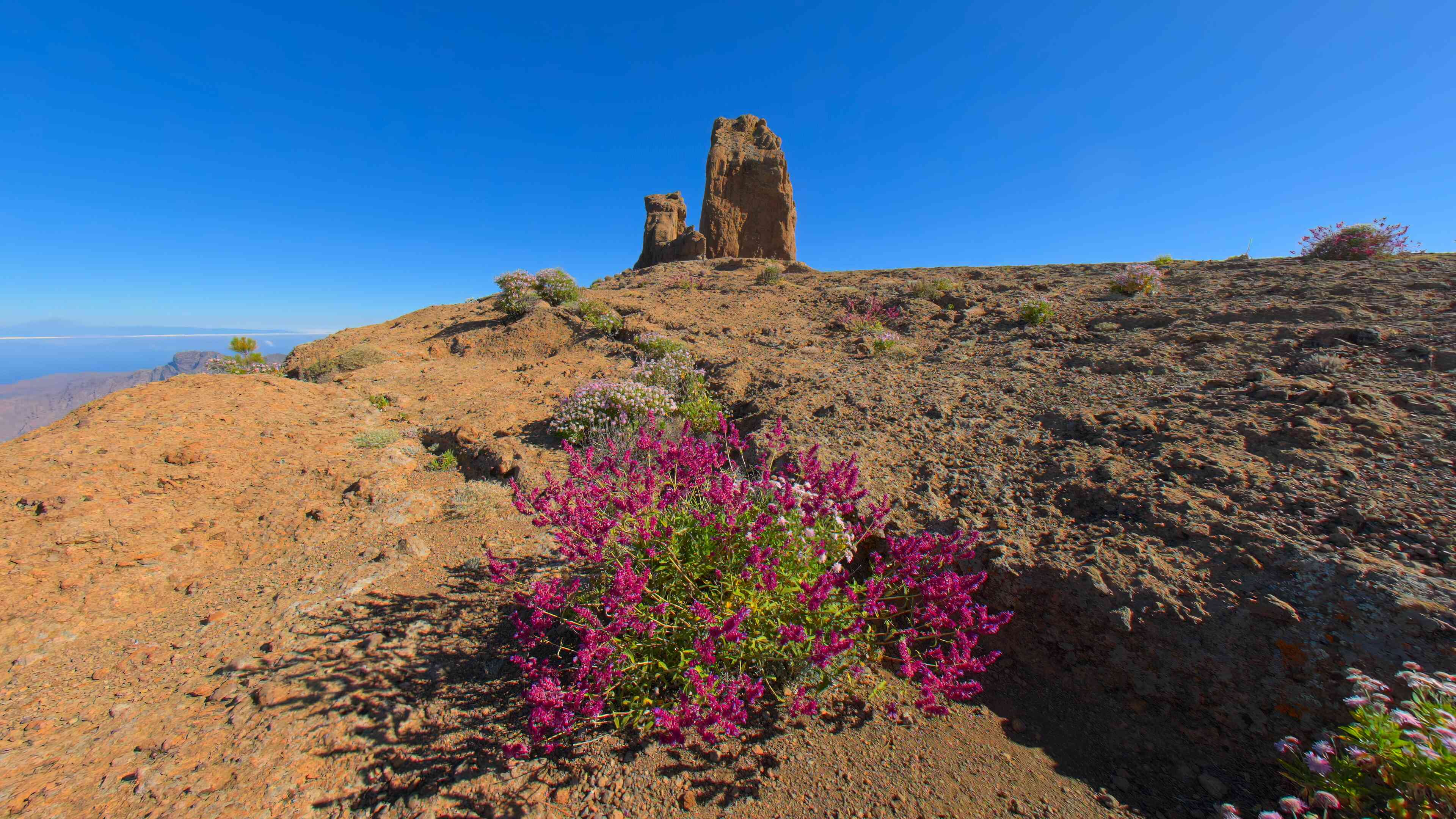 Desert Bloom at Roque Nublo