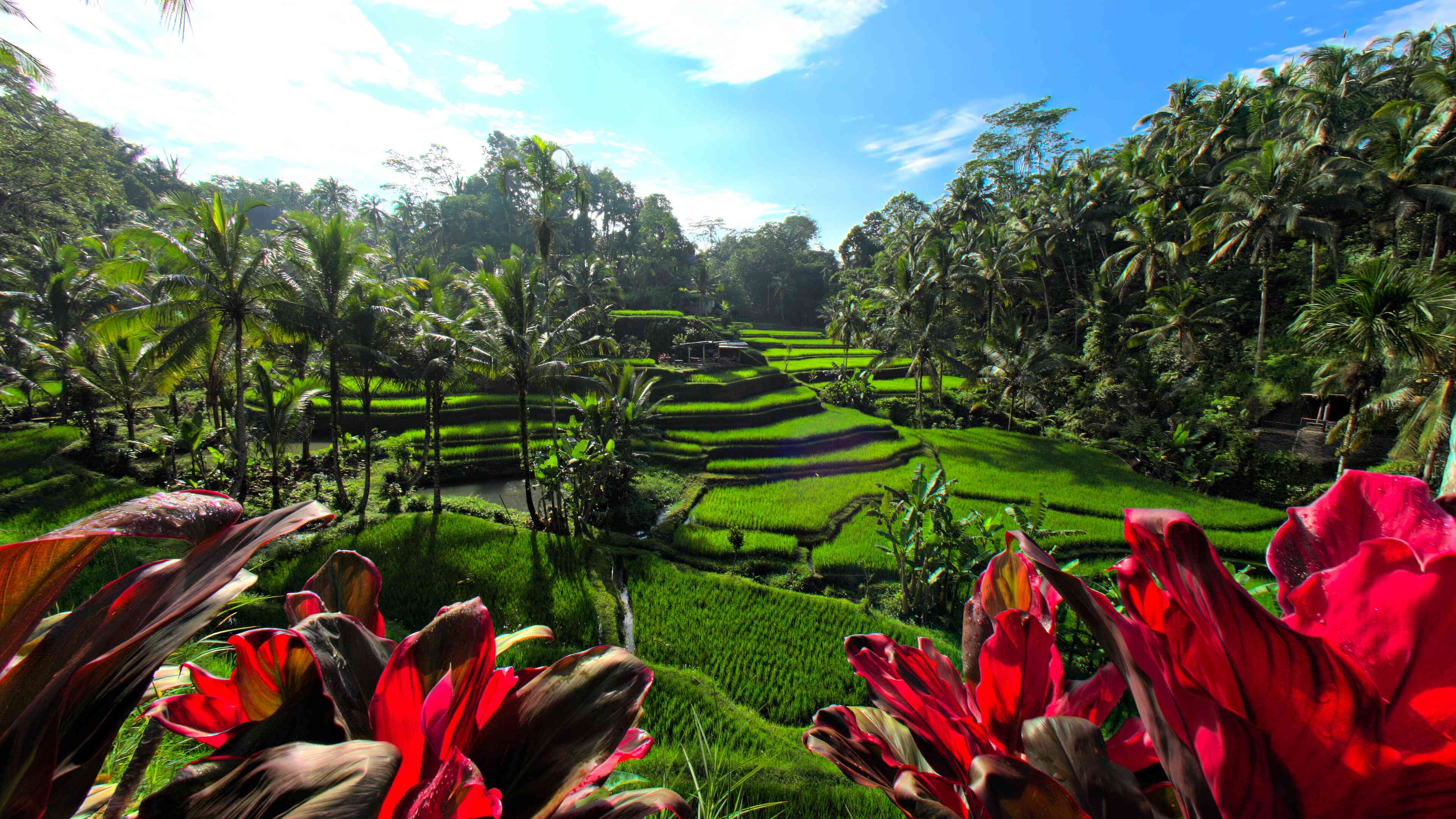 Relaxing Rice Terraces