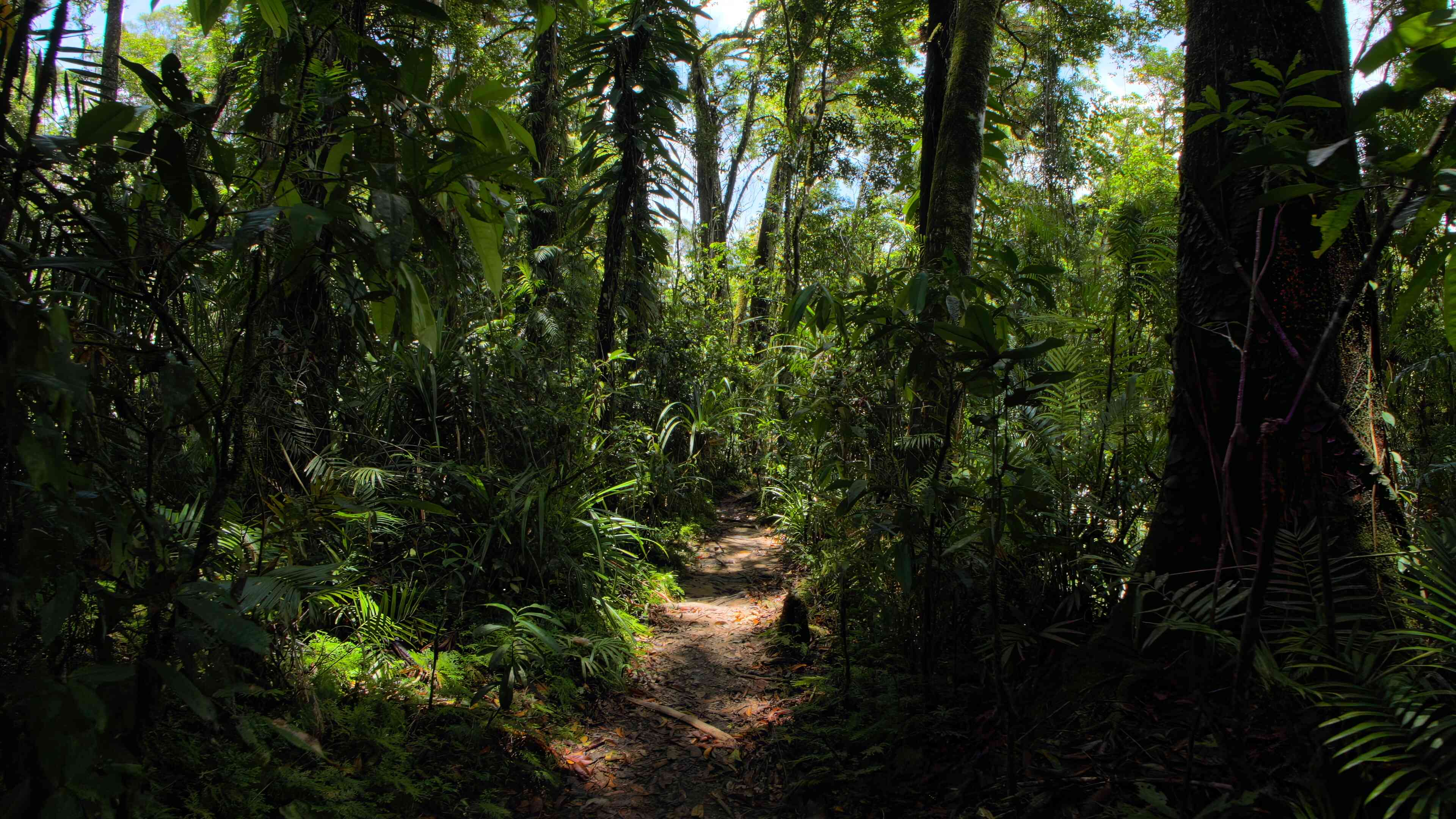 Aussie Rainforest Adventure
