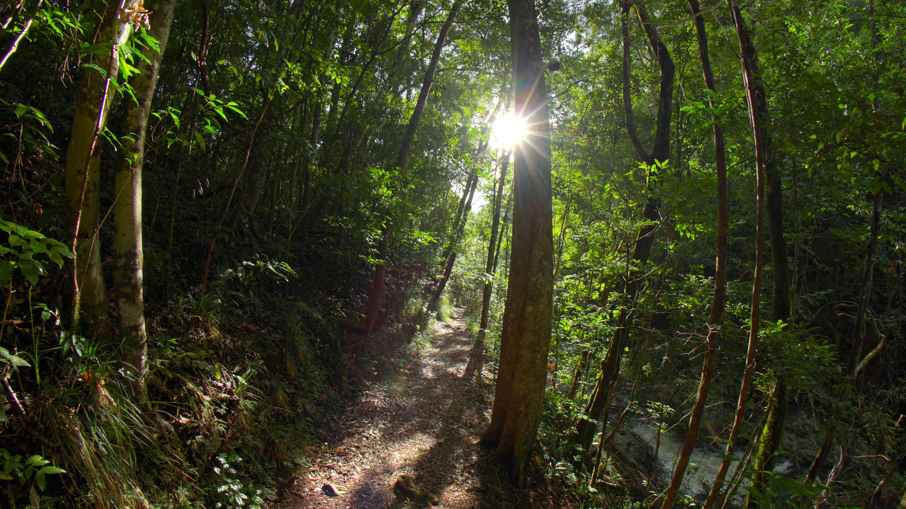 Bush Walk Into the Morning Light