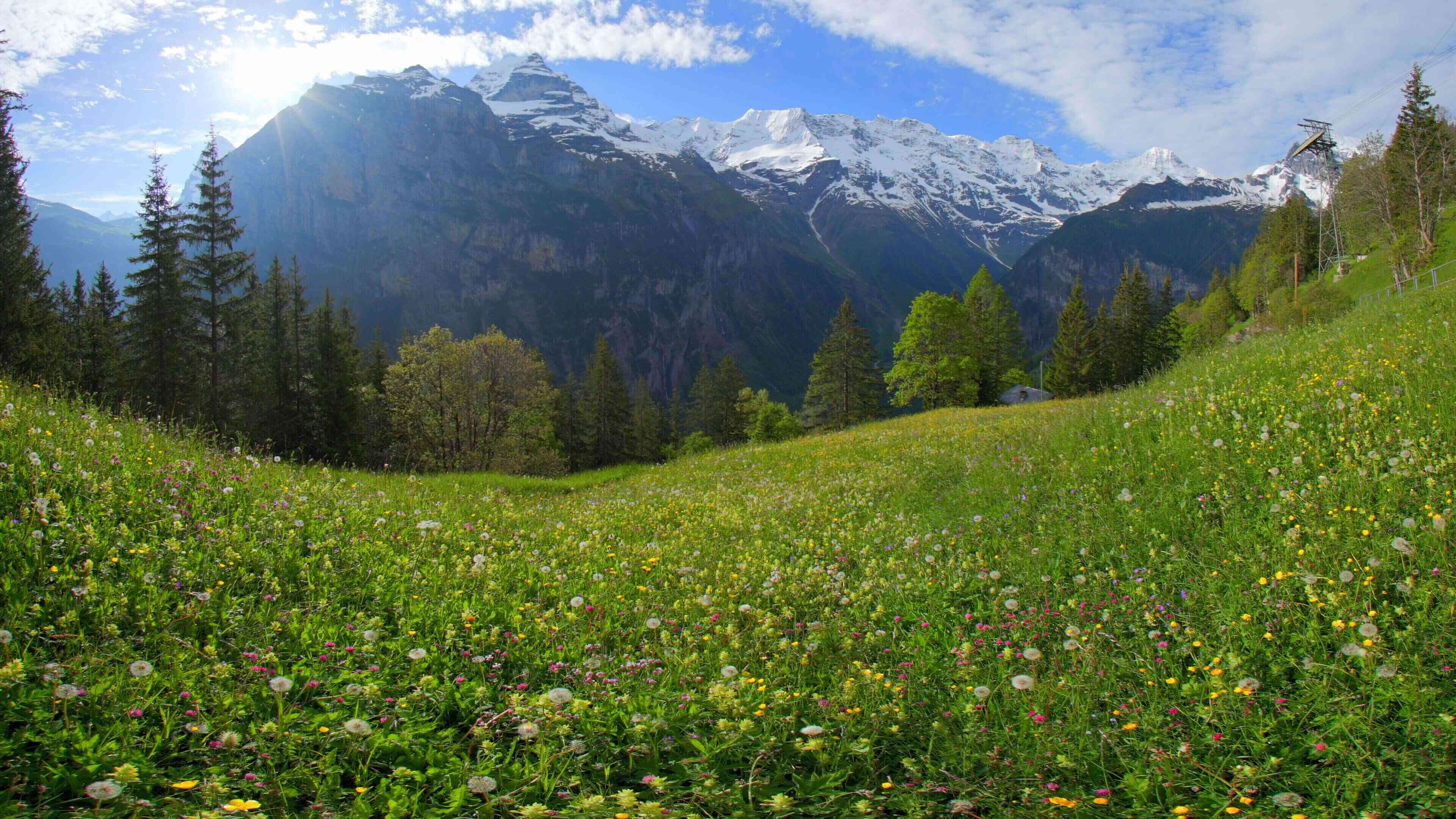 Relaxing Swiss Meadow